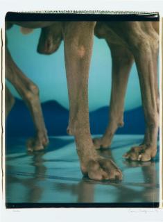 William Wegman - Skaters