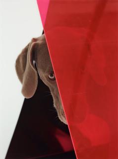 William Wegman - \