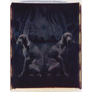 William Wegman - \'Swamp Swap\'