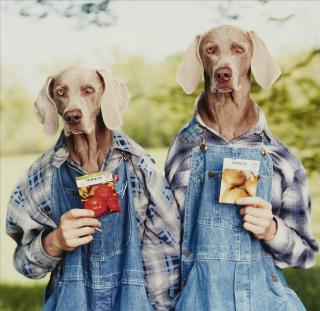 William Wegman - The McDoubles. Onion/Tomato (aus der Serie: Farm Days)
