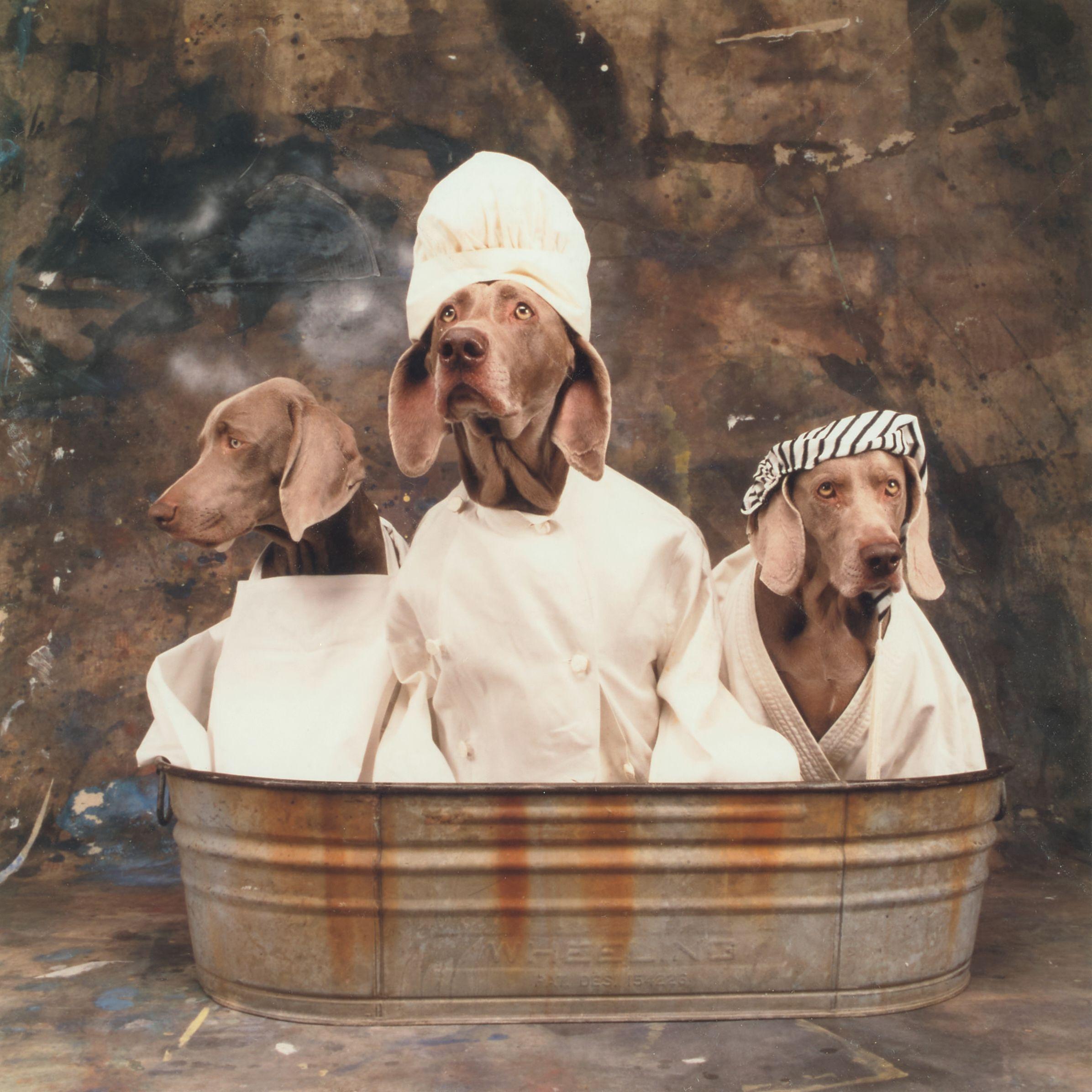William Wegman - Tub Trio