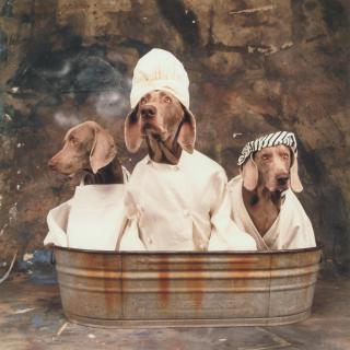 William Wegman - Tub Trio