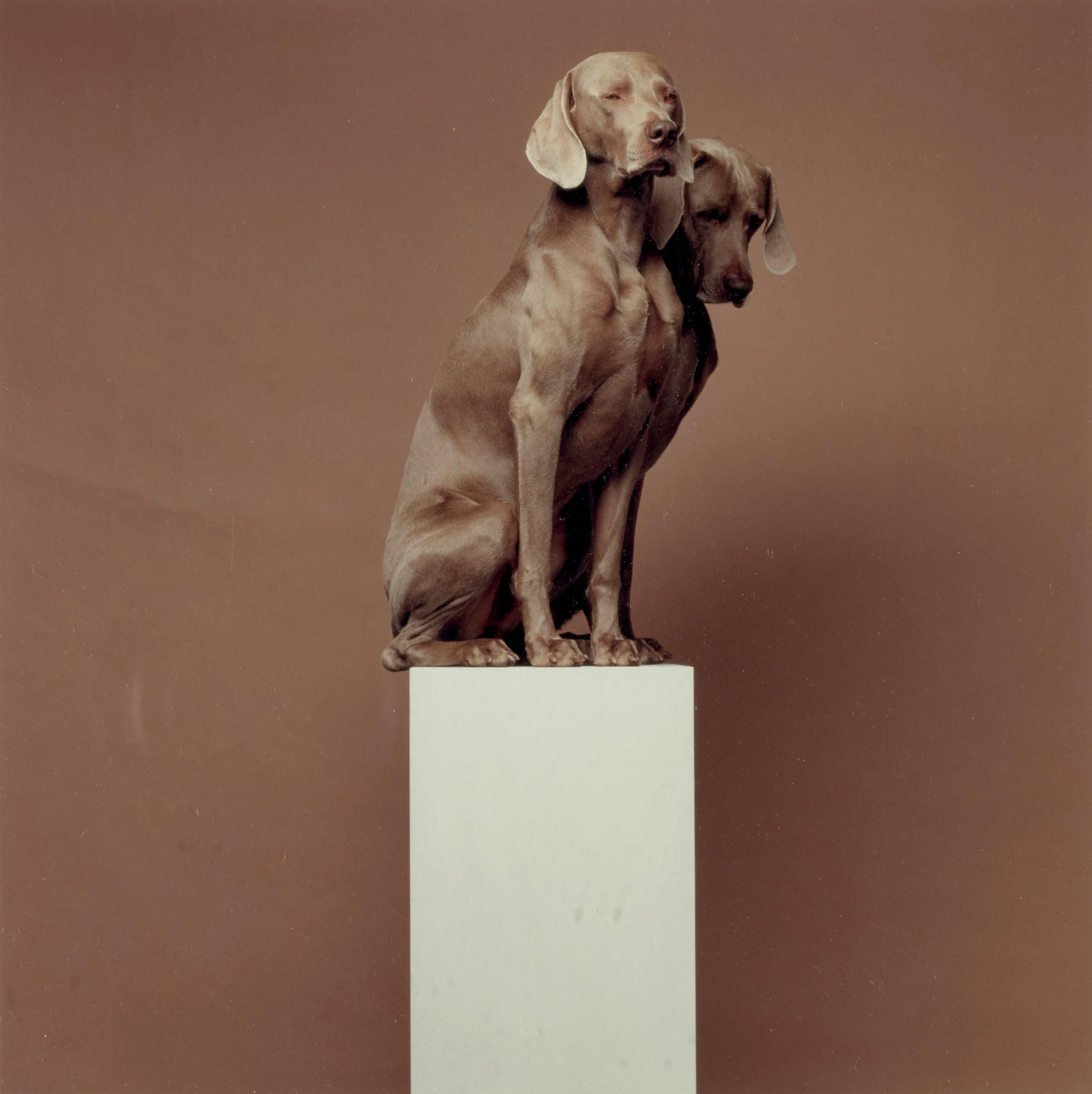 William Wegman - Two for One