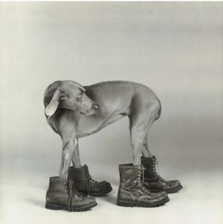 William Wegman - Untitled (Dog wearing boots), 1988