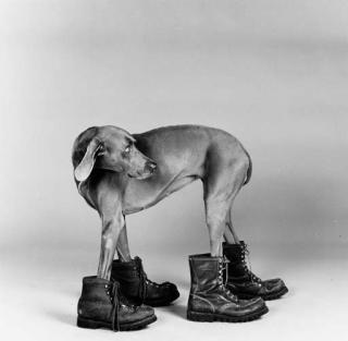 William Wegman - Untitled (Man Ray wearing boots)