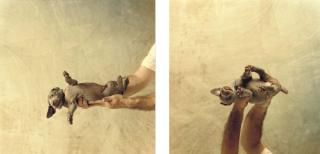 William Wegman - Untitled (Puppy), 1989