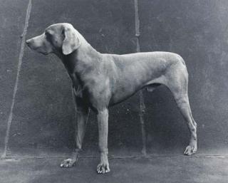 William Wegman - Untitled (Three-legged dog), 1974