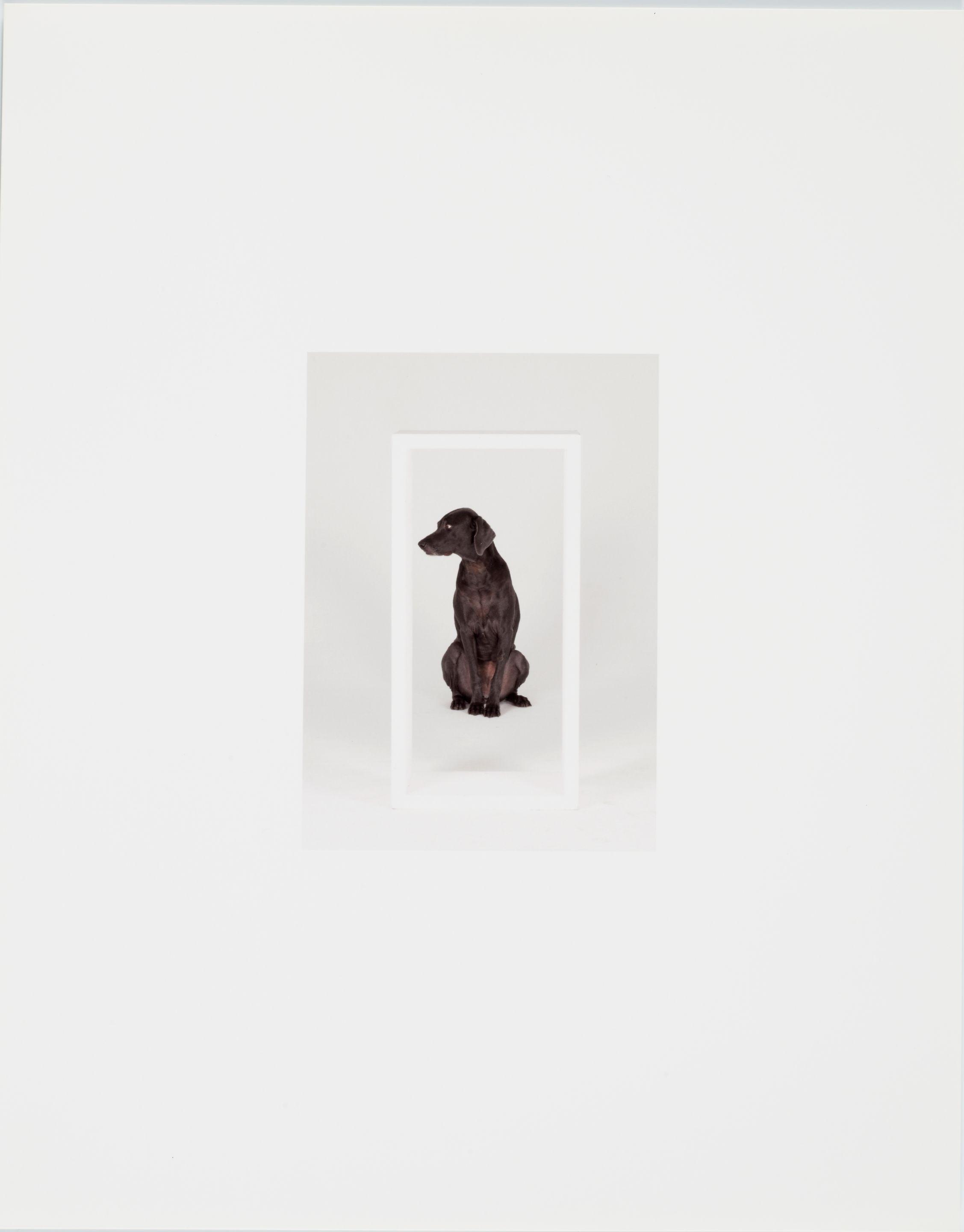 William Wegman - Up and In