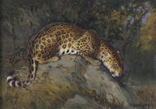 William Woodhouse - Anticipation, Leopard on a Rock