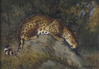 William Woodhouse - Anticipation, Leopard on a Rock
