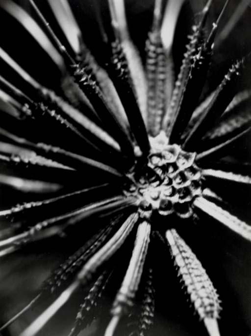 Willy Kessels - Microphotographie, c. 1930