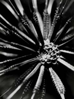 Willy Kessels - Microphotographie, c. 1930