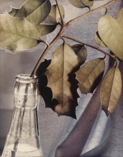 Willy Otto Zielke - Stilleben (Nature Morte/ Still Life), Vers 1933Vintage Chromogenic Print, Bromoil Process, On Agfa Paper. On The Reverse, Signed In Pencil.