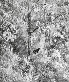 Willy Ronis - Le Chat En Foliage