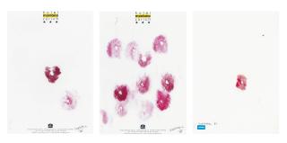 Wim Delvoye - (i) Anal Kiss (B-32) (ii) Anal Kiss (B-26) (iii) Anal Kiss (B-4)