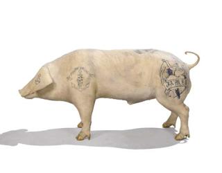 Wim Delvoye - Tattooed Pig
