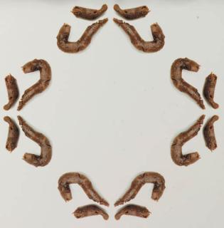 Wim Delvoye - [Untitled]