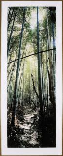 Wim Wenders - Bamboo Forest, Nara, Japan, 2000