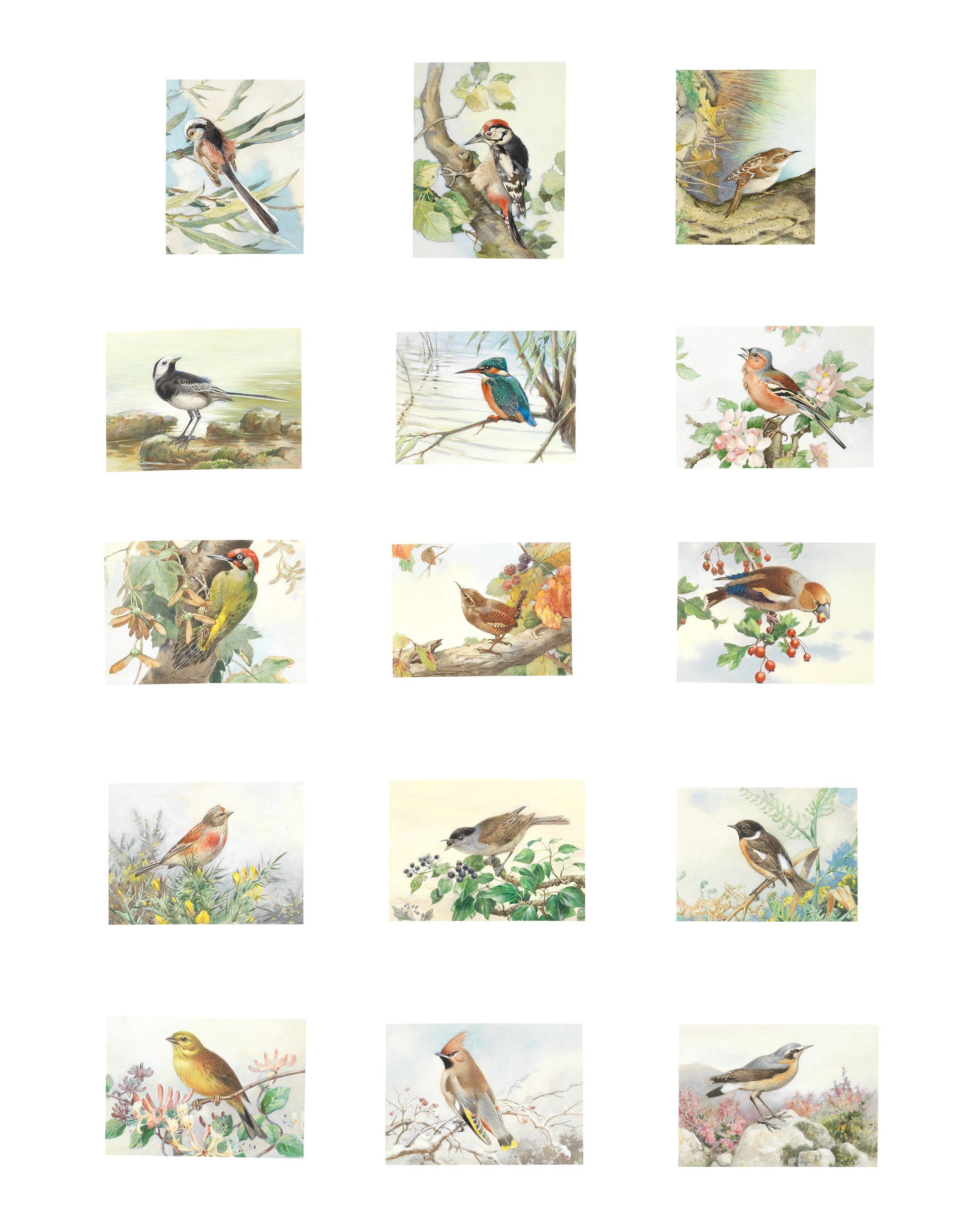 Winifred Austen - A Collection Of Ornithological Studies (15) All Mounted But Unframed
