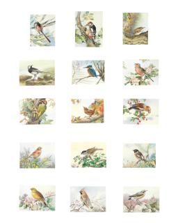 Winifred Austen - A Collection Of Ornithological Studies (15) All Mounted But Unframed