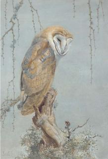 Winifred Austen - Barn Owl