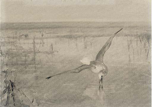 Winifred Marie Louise Austen - A gull swooping