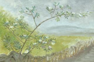 Winifred Nicholson - Wild Rose, Hadrian\'s Wall