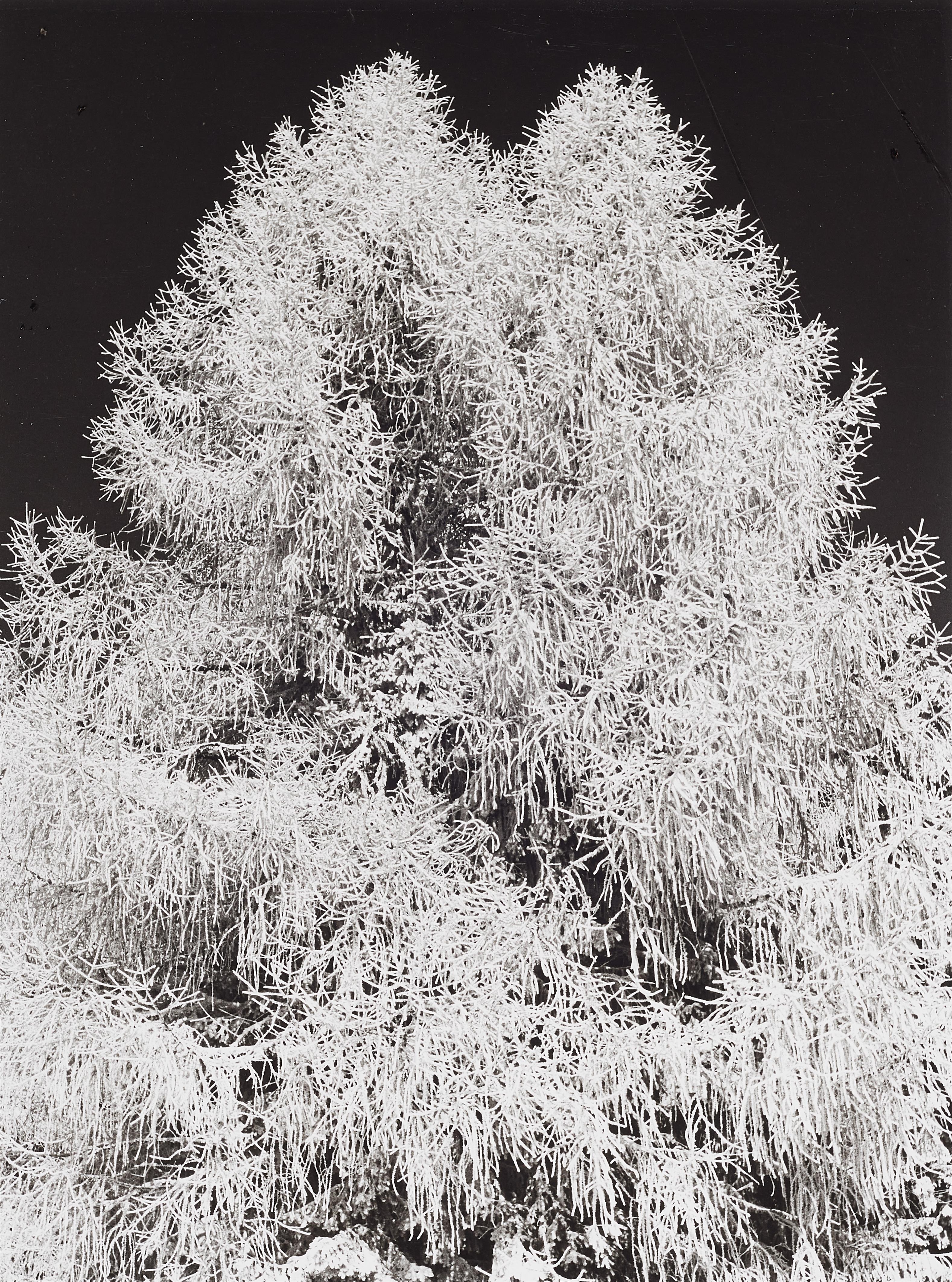 Wolf Strache - Raureif auf der Kanzelhöhe