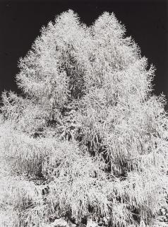 Wolf Strache - Raureif auf der Kanzelhöhe