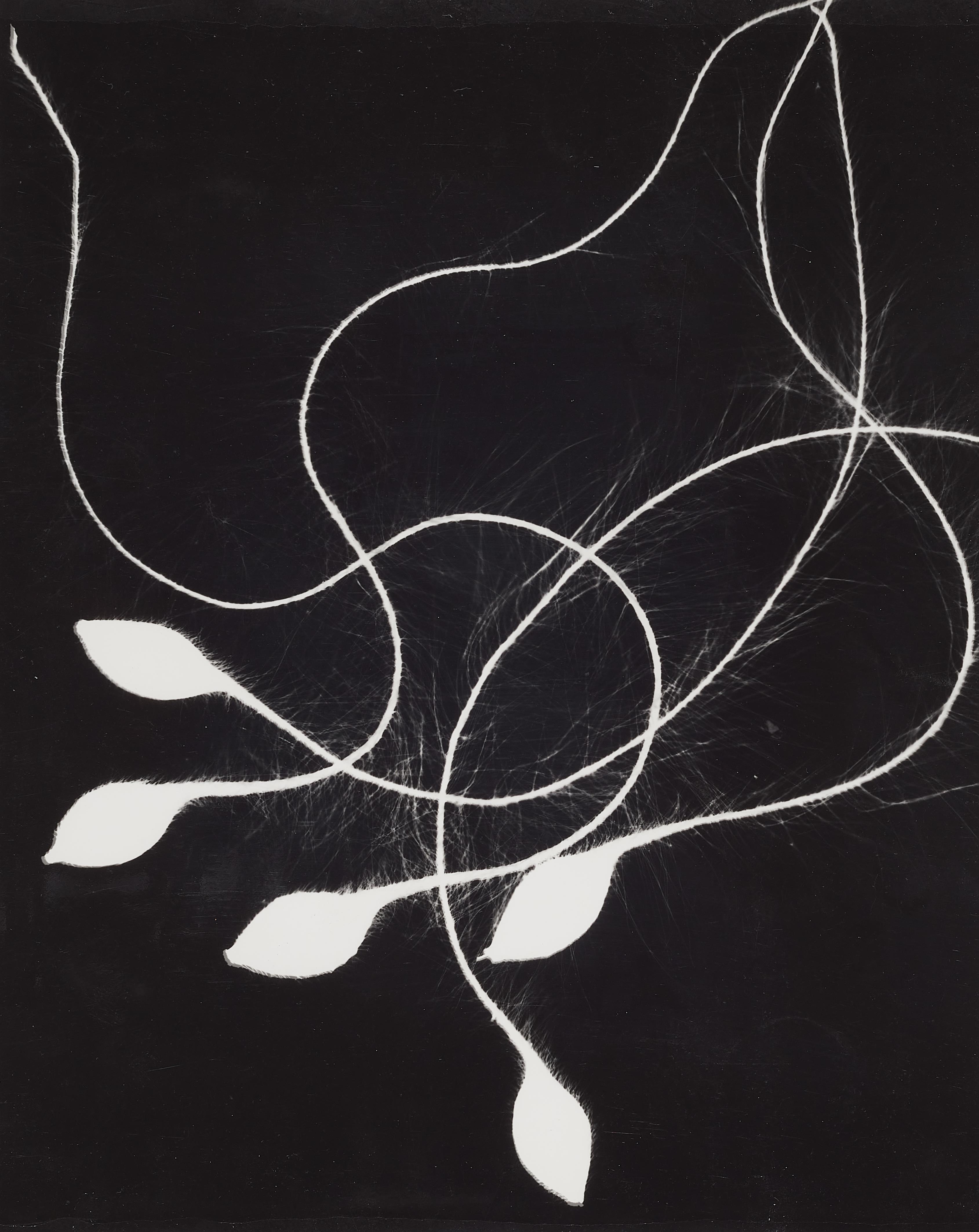 Wolf Strache - Samen der Waldrebe