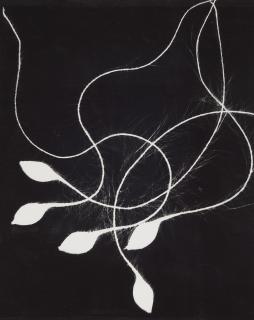 Wolf Strache - Samen der Waldrebe