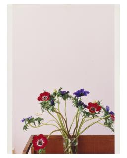 Wolfgang Tillmans - Anemone