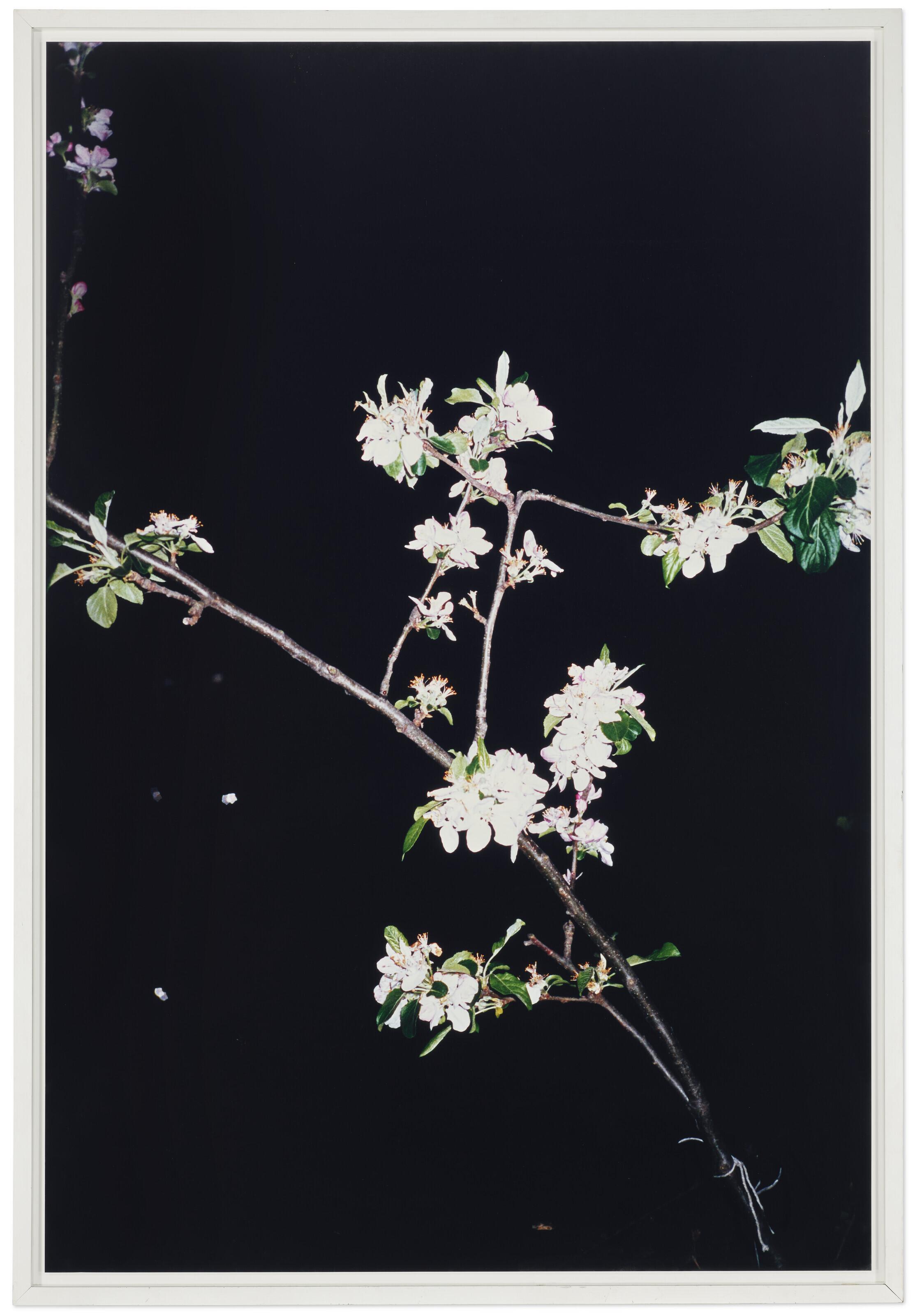 Wolfgang Tillmans - Apple Tree (A)