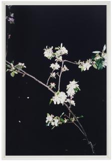 Wolfgang Tillmans - Apple Tree (A)