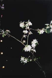 Wolfgang Tillmans - Apple Tree (A)