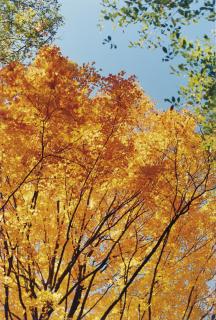 Wolfgang Tillmans - Calendar Leafs