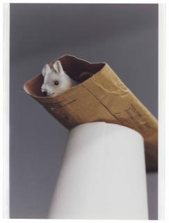 Wolfgang Tillmans - Maus