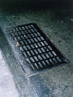 Wolfgang Tillmans - Rat Disappearing