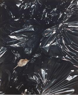 Wolfgang Tillmans - Rat on Trash Bag