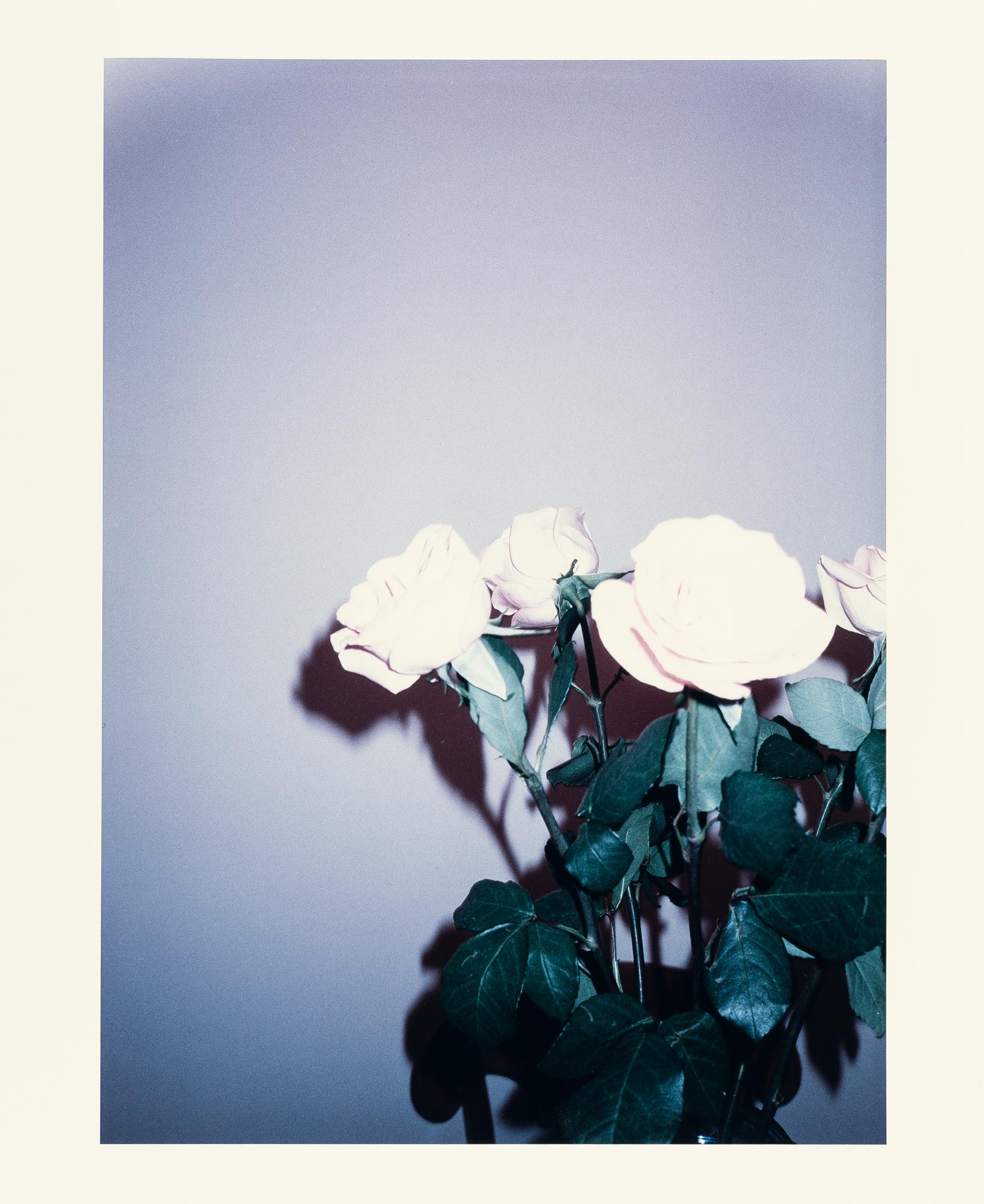 Wolfgang Tillmans - „Rosen“