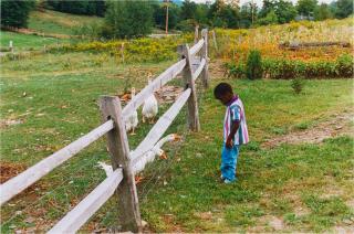 Wolfgang Tillmans - \'Untitled (Geese/Boy)\', 1995