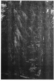 Wolfgang Tillmans - Wald (Briol Iii)