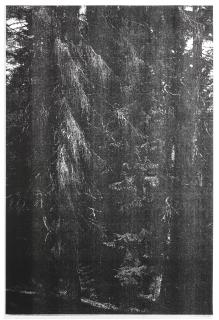 Wolfgang Tillmans - Wald (Briol Iii)