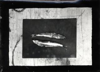 WOLS - Fischstillleben