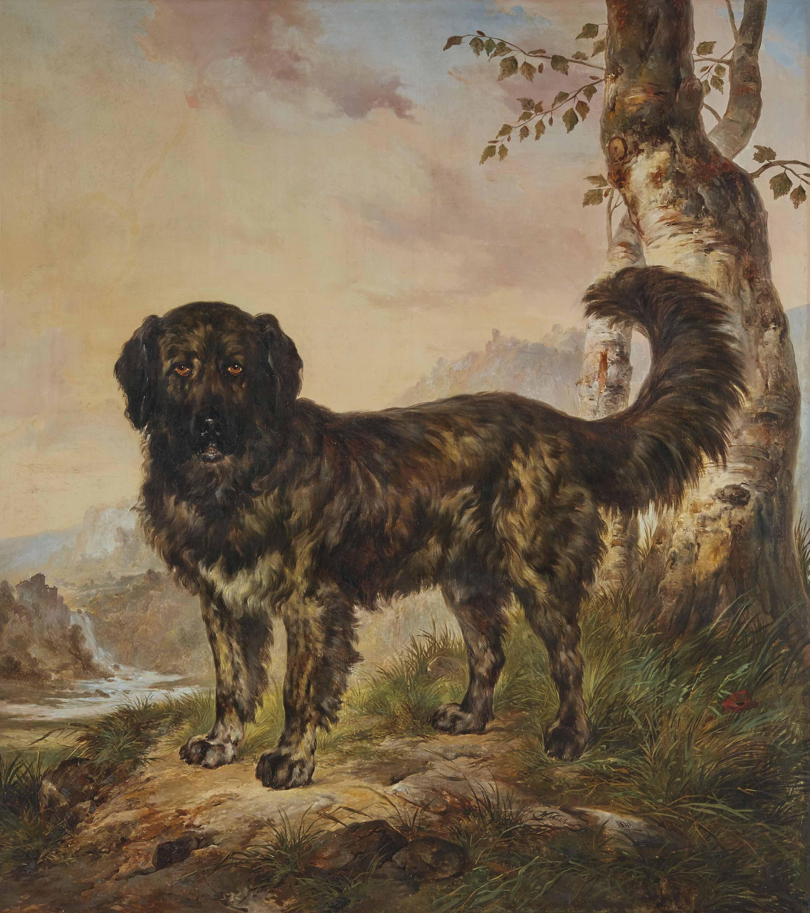 Wouters Verschuur - Portrait de chien de berger