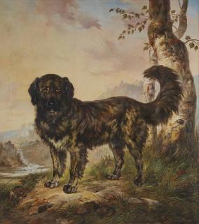 Wouters Verschuur - Portrait de chien de berger
