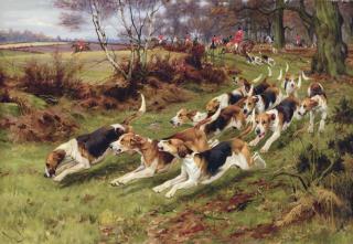 Wright Barker, R.B.A. - Gone Away , The Rufford Hounds Breaking Cover in Sherwood Forest