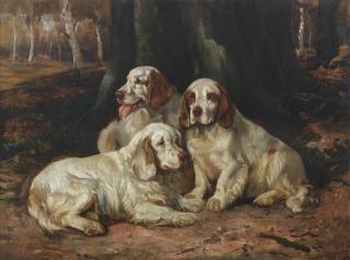 Wright Barker - Clumber Spaniels in a woodland of silver birch