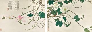 Wu Tai - White and Purple Bauhinia