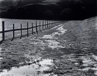 Wynn Bullock - Bird and Fence (The Meadow)